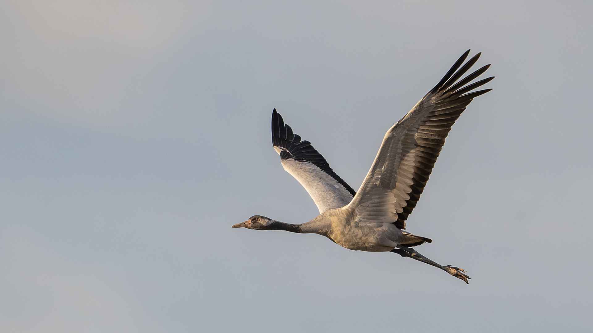 Common Crane